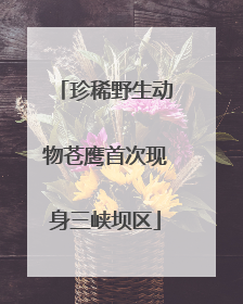 珍稀野生动物苍鹰首次现身三峡坝区
