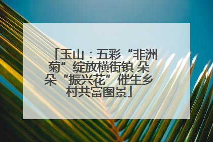玉山：五彩“非洲菊”绽放横街镇 朵朵“振兴花”催生乡村共富图景