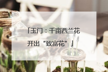 玉门：千亩西兰花开出“致富花”