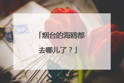 烟台的海鸥都去哪儿了？