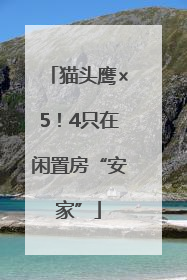 猫头鹰×5！4只在闲置房“安家”