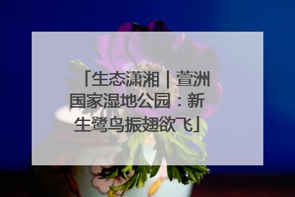 生态潇湘｜萱洲国家湿地公园：新生鹭鸟振翅欲飞