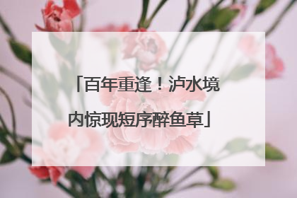百年重逢！泸水境内惊现短序醉鱼草
