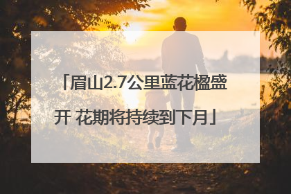 眉山2.7公里蓝花楹盛开 花期将持续到下月