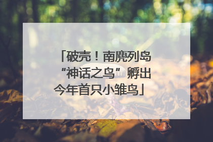 破壳！南麂列岛“神话之鸟”孵出今年首只小雏鸟