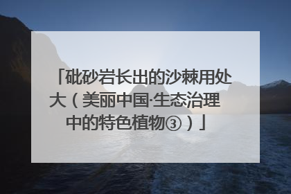 砒砂岩长出的沙棘用处大（美丽中国·生态治理中的特色植物③）