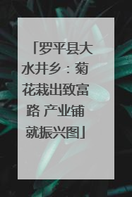 罗平县大水井乡：菊花栽出致富路 产业铺就振兴图