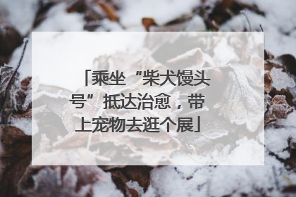 乘坐“柴犬馒头号”抵达治愈，带上宠物去逛个展