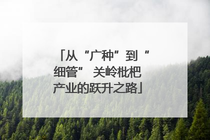 从“广种”到“细管” 关岭枇杷产业的跃升之路