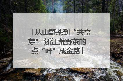 从山野茶到“共富芽” 浙江荒野茶的点“叶”成金路