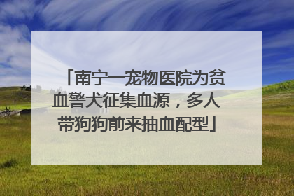 南宁一宠物医院为贫血警犬征集血源，多人带狗狗前来抽血配型