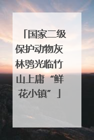 国家二级保护动物灰林鸮光临竹山上庸“鲜花小镇”