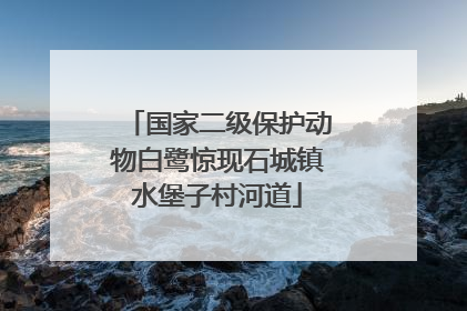 国家二级保护动物白鹭惊现石城镇水堡子村河道