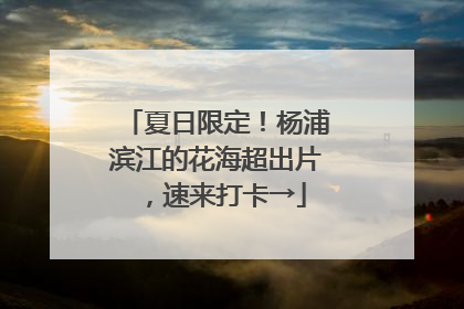 夏日限定！杨浦滨江的花海超出片，速来打卡→