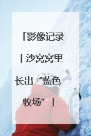 影像记录丨沙窝窝里长出“蓝色牧场”
