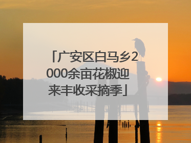 广安区白马乡2000余亩花椒迎来丰收采摘季