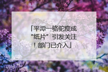 平潭一骆驼瘦成“纸片”引发关注！部门已介入