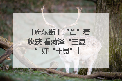 府东街丨“芒”着收获 看菏泽“三夏”好“丰景”