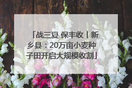 战三夏 保丰收丨新乡县：20万亩小麦种子田开启大规模收割