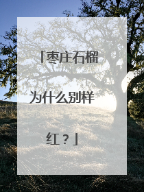 枣庄石榴为什么别样红？