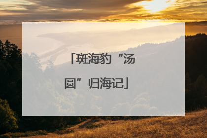 斑海豹“汤圆”归海记