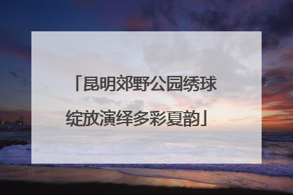 昆明郊野公园绣球绽放演绎多彩夏韵
