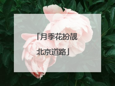 月季花扮靓北京道路