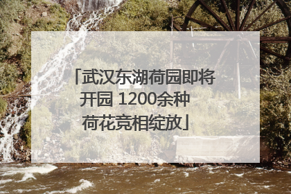 武汉东湖荷园即将开园 1200余种荷花竞相绽放