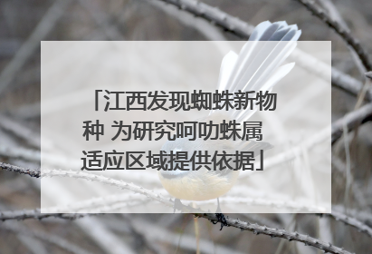 江西发现蜘蛛新物种 为研究呵叻蛛属适应区域提供依据