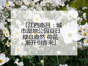江西南昌：城市湿地公园夏日绿意盎然 荷花渐开引客来