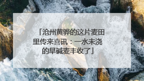 沧州黄骅的这片麦田里传来喜讯：一水未浇的旱碱麦丰收了