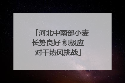 河北中南部小麦长势良好 积极应对干热风挑战