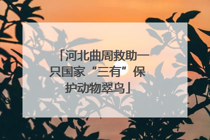 河北曲周救助一只国家“三有”保护动物翠鸟