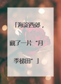 海淀西郊，藏了一片“月季梯田”