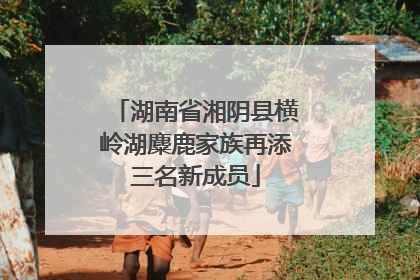 湖南省湘阴县横岭湖麋鹿家族再添三名新成员