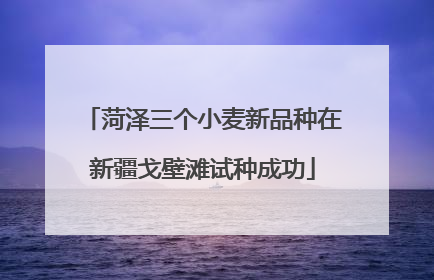 菏泽三个小麦新品种在新疆戈壁滩试种成功