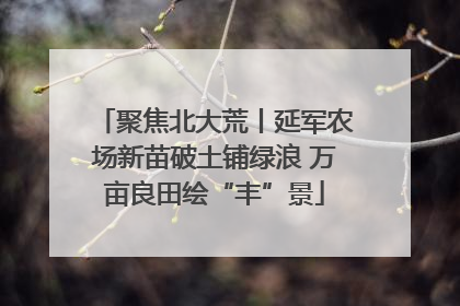 聚焦北大荒丨延军农场新苗破土铺绿浪 万亩良田绘“丰”景