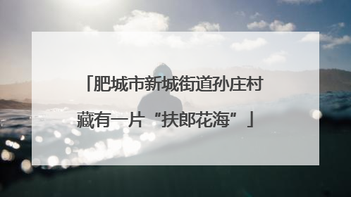 肥城市新城街道孙庄村藏有一片“扶郎花海”
