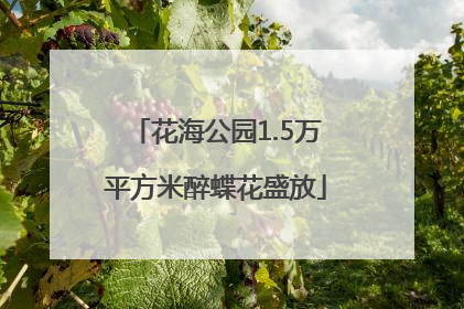 花海公园1.5万平方米醉蝶花盛放