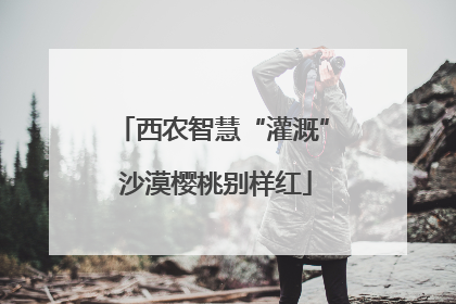 西农智慧“灌溉” 沙漠樱桃别样红