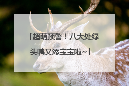 超萌预警！八大处绿头鸭又添宝宝啦~