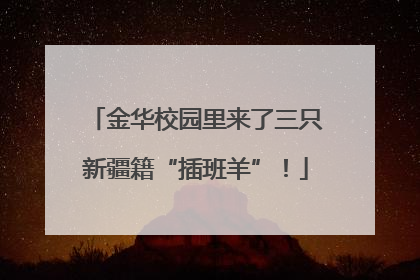金华校园里来了三只新疆籍“插班羊”！