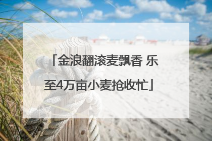 金浪翻滚麦飘香 乐至4万亩小麦抢收忙