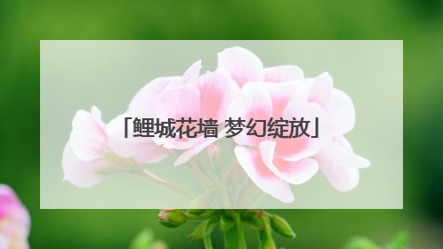鲤城花墙 梦幻绽放