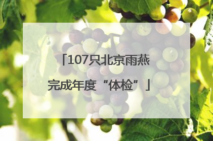 107只北京雨燕完成年度“体检”