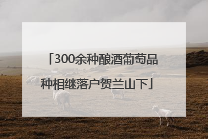 300余种酿酒葡萄品种相继落户贺兰山下