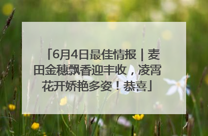 6月4日最佳情报｜麦田金穗飘香迎丰收，凌霄花开娇艳多姿！恭喜